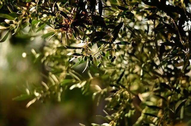 olijvenboom