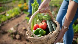 Vers geoogste groenten in mand in moestuin, resultaat van hergebruik van natuurlijk afval 