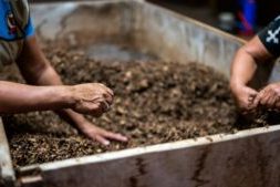 Handen mengen natuurlijk afval tot compost als voeding voor een gezonde tuinbodem