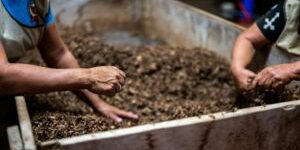 Handen mengen natuurlijk afval tot compost als voeding voor een gezonde tuinbodem