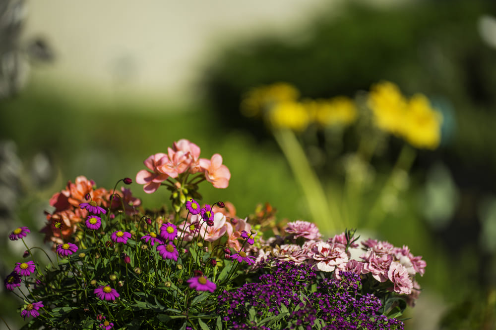mooie planten voor in de tuin