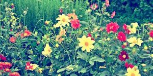 planten en bloemen voor een gezonde tuinomgeving