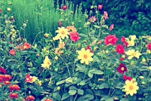 planten en bloemen voor een gezonde tuinomgeving