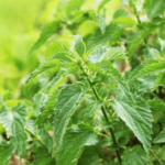 waar is brandnetelthee goed voor 