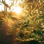 olijven mediterrane keuken