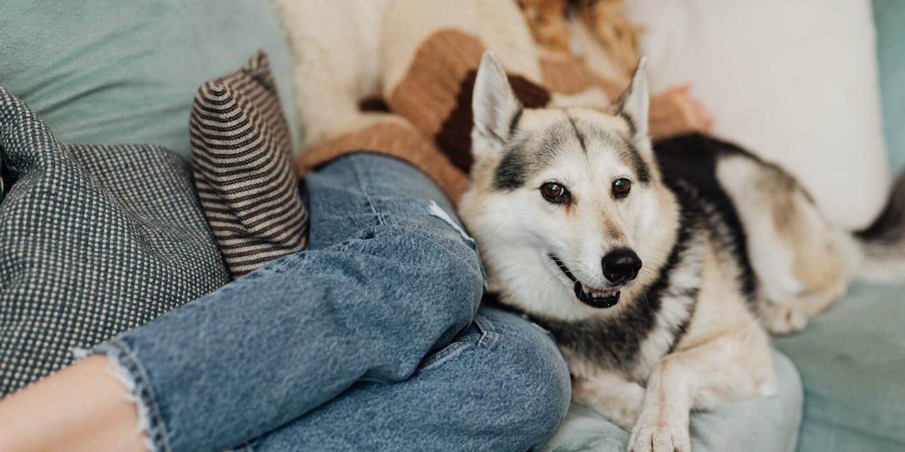 De mentale voordelen van huidieren