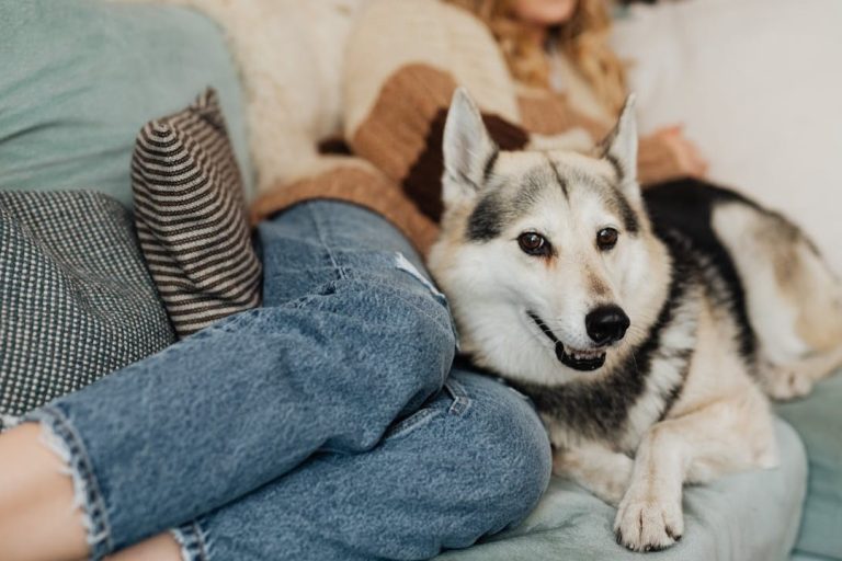 De mentale voordelen van huidieren