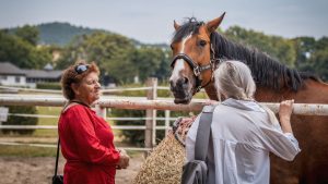 Therapie met paarden