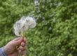 pollen die worden verspreid