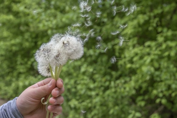 pollen die worden verspreid