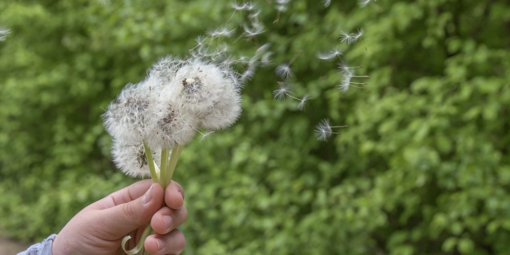 pollen die worden verspreid