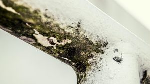 Close-up van vochtproblemen schimmel op aangetast oppervlak met zwarte en groene aanslag